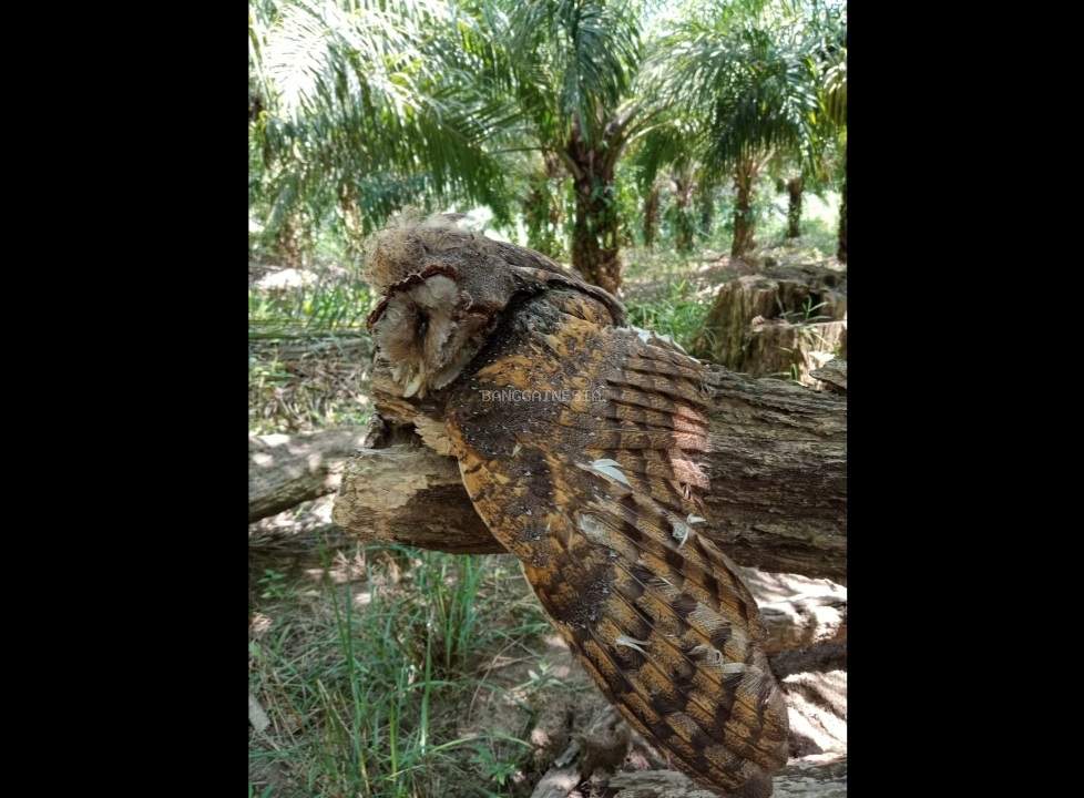 Burung Hantu di Kebun Sawit Batui Mati, Diduga Melahap Tikus yang Terkontaminasi