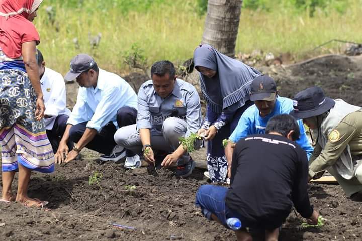 Dinas TPHP Banggai Lakukan Pendampingan Dari Penyaluran Bantuan Hingga Pasca Panen